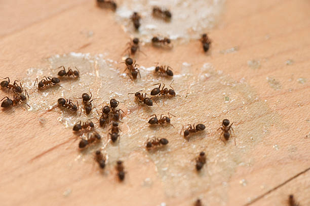 Best Mosquito Control Services  in Dayton, TN