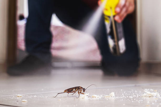 Best Spider Control Near Me  in Dayton, TN